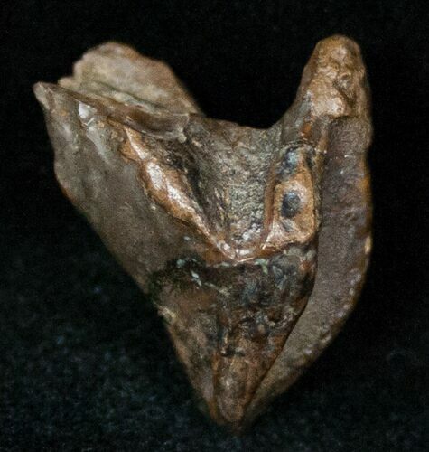 Partially Rooted Triceratops Tooth - #12535